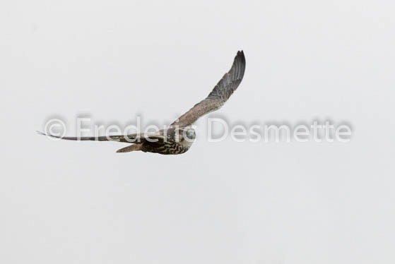 Saker falcon (Falco cherrug)-1