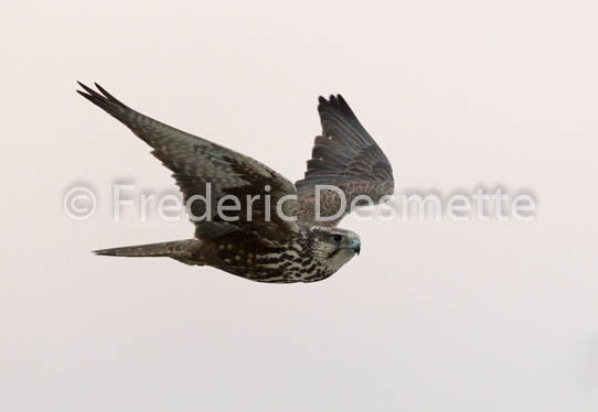 Saker falcon (Falco cherrug)-2