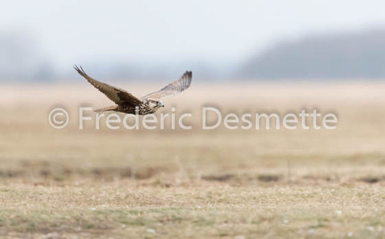 Saker falcon (Falco cherrug)-3
