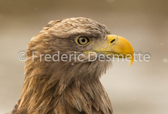 White-tailed eagle (Haliaeetus albicilla)-39