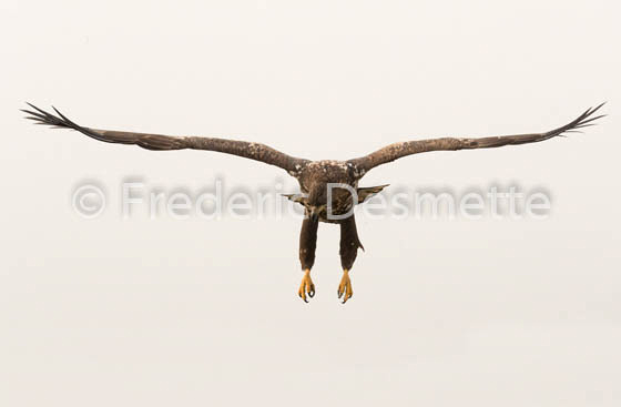 White-tailed eagle (Haliaeetus albicilla)-45