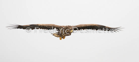 White-tailed eagle (Haliaeetus albicilla)-59