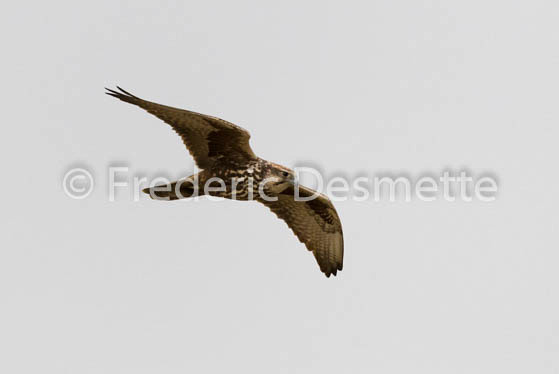 Saker falcon (Falco cherrug)-4