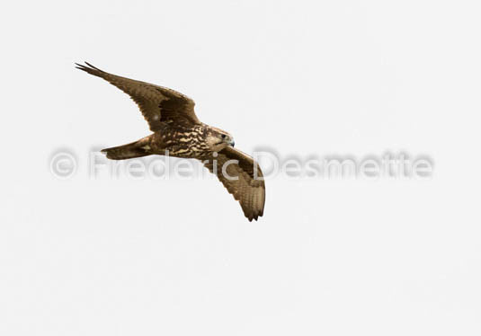 Saker falcon (Falco cherrug)-5