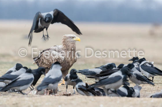 Hooded crow (Corvus cornix)-27