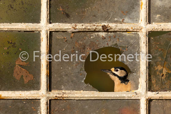 Great spotted woodpecker (Dendrocopos major)-160