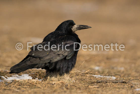 Rook (Corvus frugilegus)-9