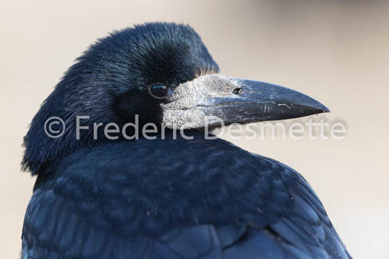 Rook (Corvus frugilegus)-12