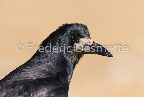 Rook (Corvus frugilegus)-13