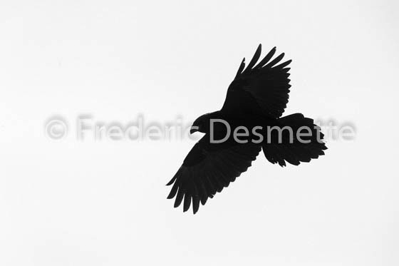 Raven (Cirvus corax)-28
