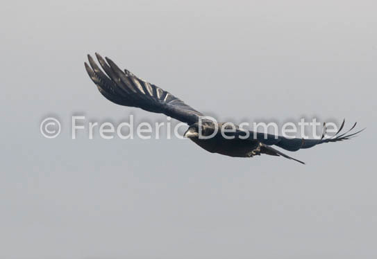 Raven (Cirvus corax)-29