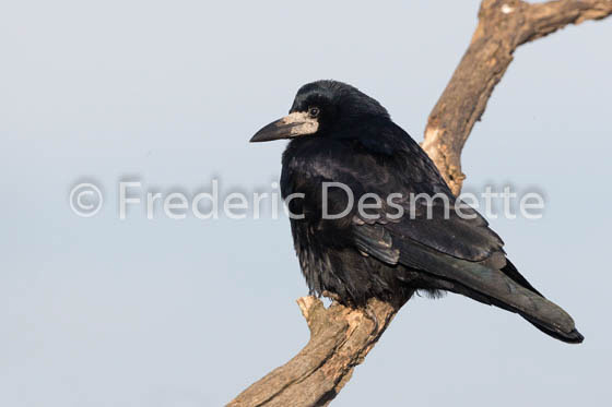 Rook (Corvus frugilegus)-17