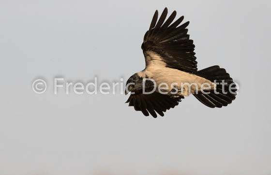 Hooded crow (Corvus cornix)-9