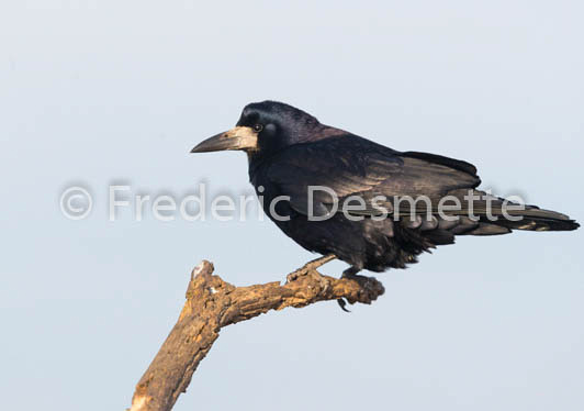 Rook (Corvus frugilegus)-19