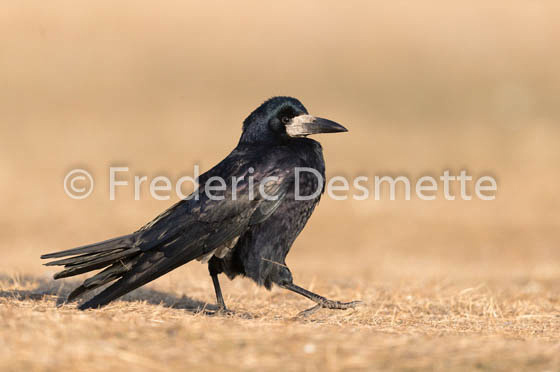 Rook (Corvus frugilegus)-20