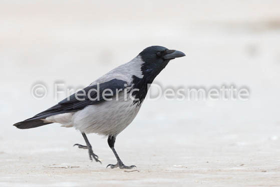 Hooded crow (Corvus cornix)-12