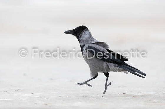 Hooded crow (Corvus cornix)-13