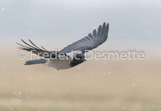 Hooded crow (Corvus cornix)-14