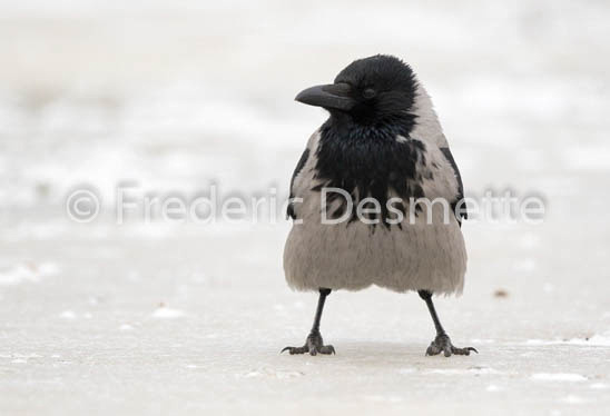 Hooded crow (Corvus cornix)-15
