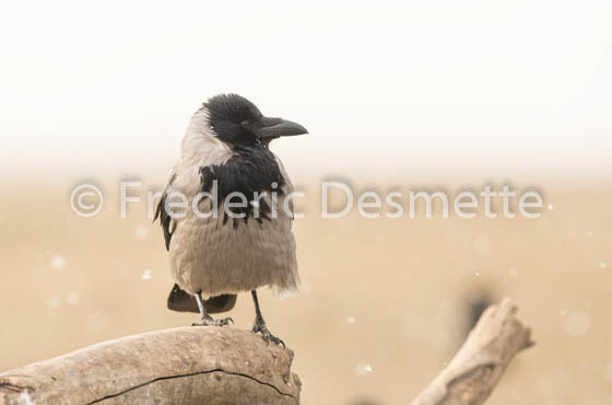 Hooded crow (Corvus cornix)-17