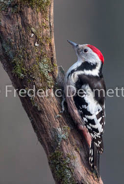Middle spotted woodpecker (Leiopicus medius)-1