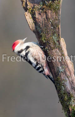 Middle spotted woodpecker (Leiopicus medius)-2