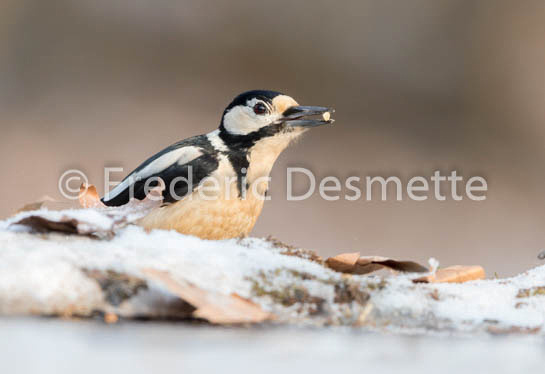Great spotted woodpecker (Dendrocopos major)-162