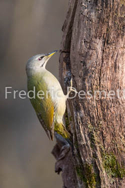 Grey headed woodpecker (Picus canus)-1