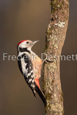 Middle spotted woodpecker (Leiopicus medius)-3