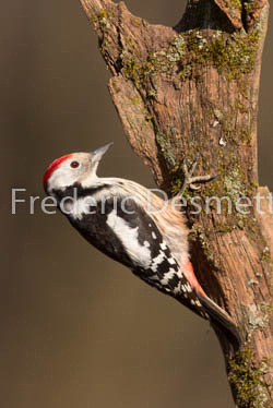Middle spotted woodpecker (Leiopicus medius)-4