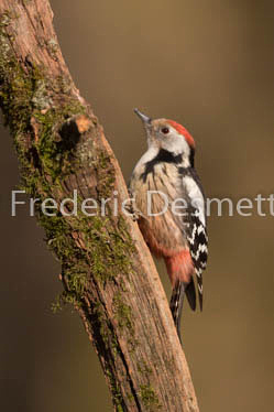 Middle spotted woodpecker (Leiopicus medius)-5