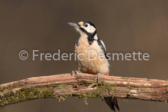 Great spotted woodpecker (Dendrocopos major)-163