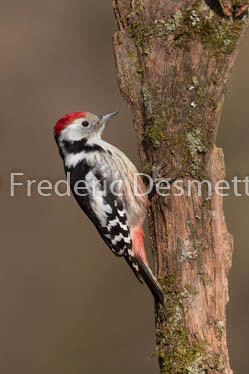 Middle spotted woodpecker (Leiopicus medius)-6