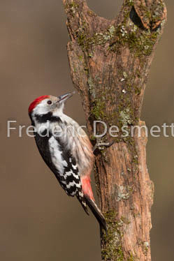 Middle spotted woodpecker (Leiopicus medius)-7