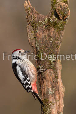 Middle spotted woodpecker (Leiopicus medius)-8