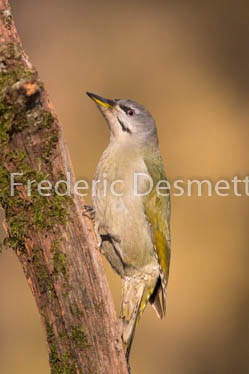 Grey headed woodpecker (Picus canus)-6