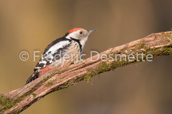 Middle spotted woodpecker (Leiopicus medius)-10