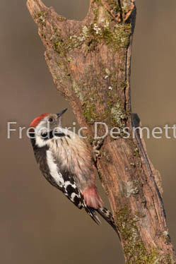 Middle spotted woodpecker (Leiopicus medius)-11