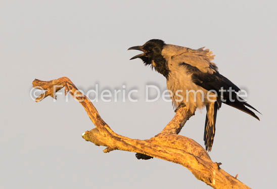 Hooded crow (Corvus cornix)-34