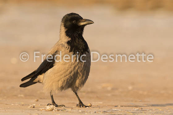 Hooded crow (Corvus cornix)-37