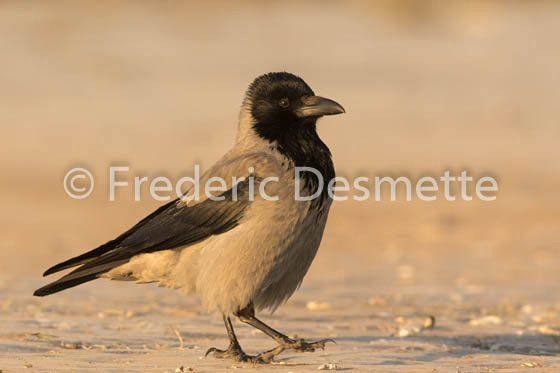 Hooded crow (Corvus cornix)-38