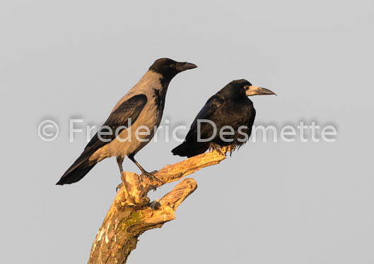 Hooded crow (Corvus cornix)-41