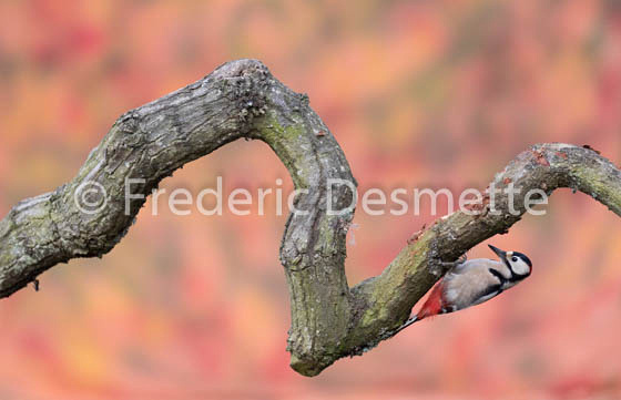 Great spotted woodpecker (Dendrocopos major)-166