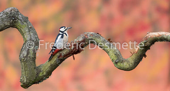 Great spotted woodpecker (Dendrocopos major)-167