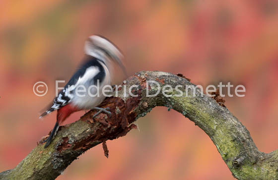 Great spotted woodpecker (Dendrocopos major)-169