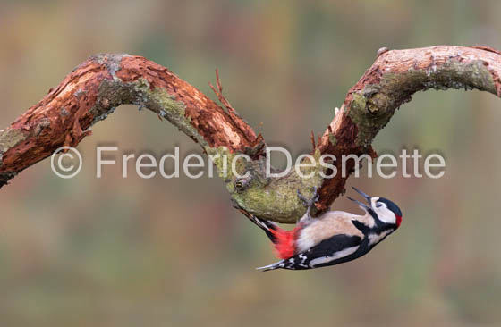 Great spotted woodpecker (Dendrocopos major)-173