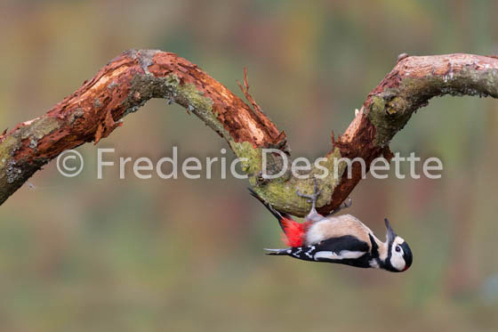 Great spotted woodpecker (Dendrocopos major)-171