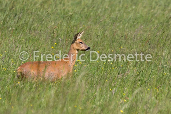 Roe deer (Capreolus capreolus)-38