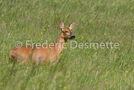 Roe deer (Capreolus capreolus)-39