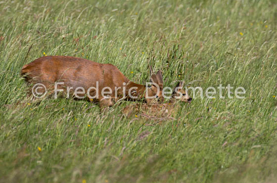 Roe deer (Capreolus capreolus)-40